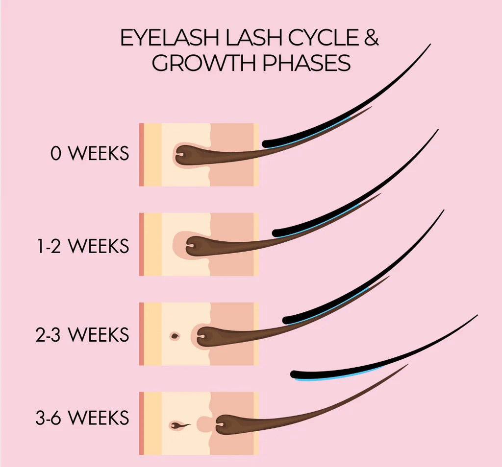 Lash Fills in Ponoka: How Often Should You Really Book?
